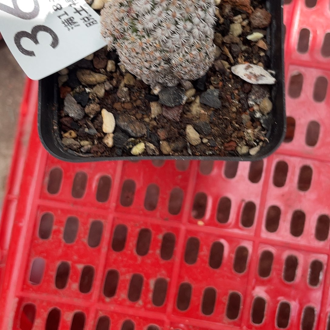 367克氏群（满18元包邮）