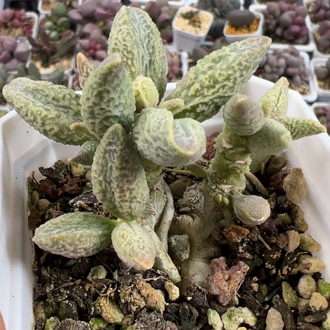 融化纹冰激凌多头纯木质桩