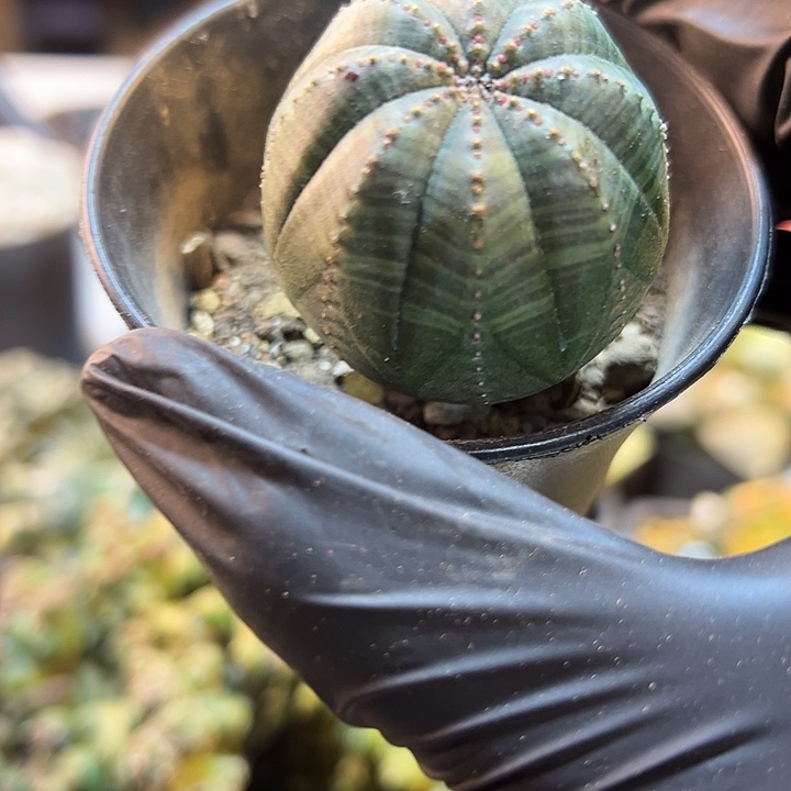 39号实生欧布4公分