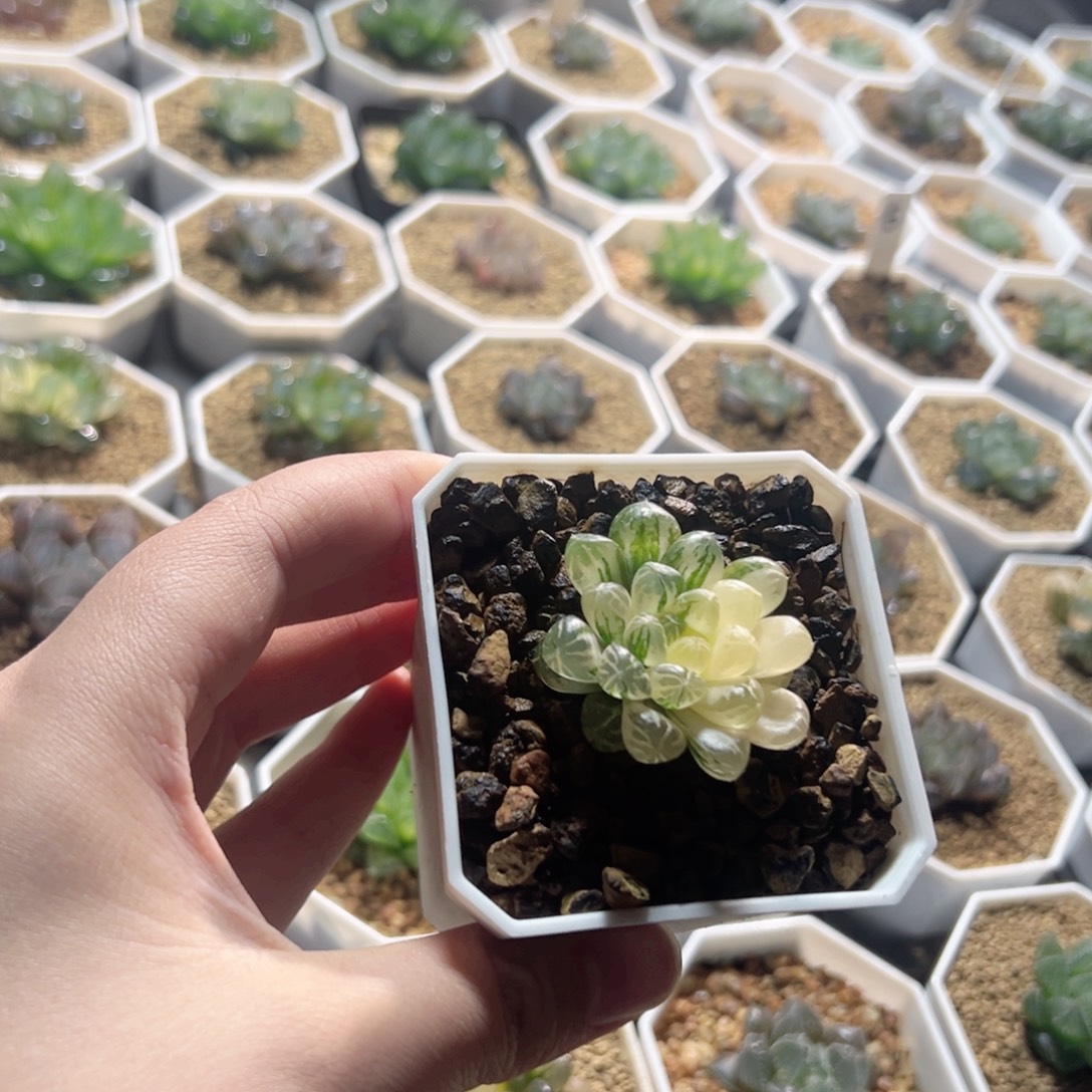 塑料皮锦多肉植物一颗