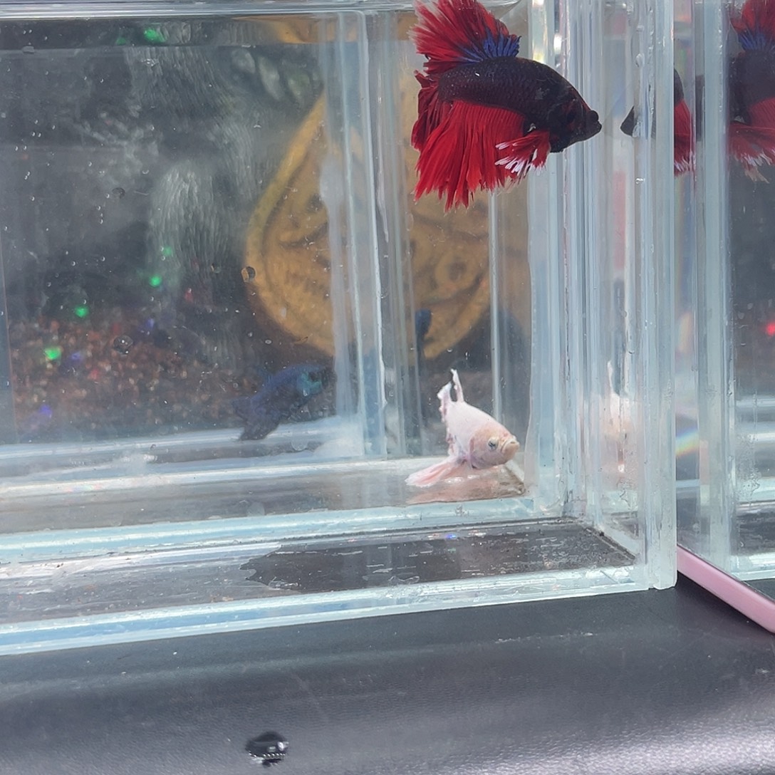 斗鱼39号12晚地狱火