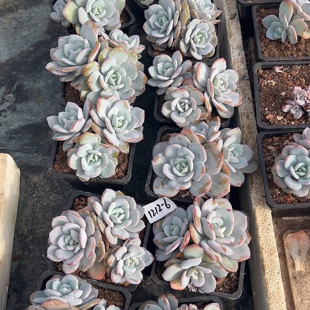 1212-6奶茶3头随机