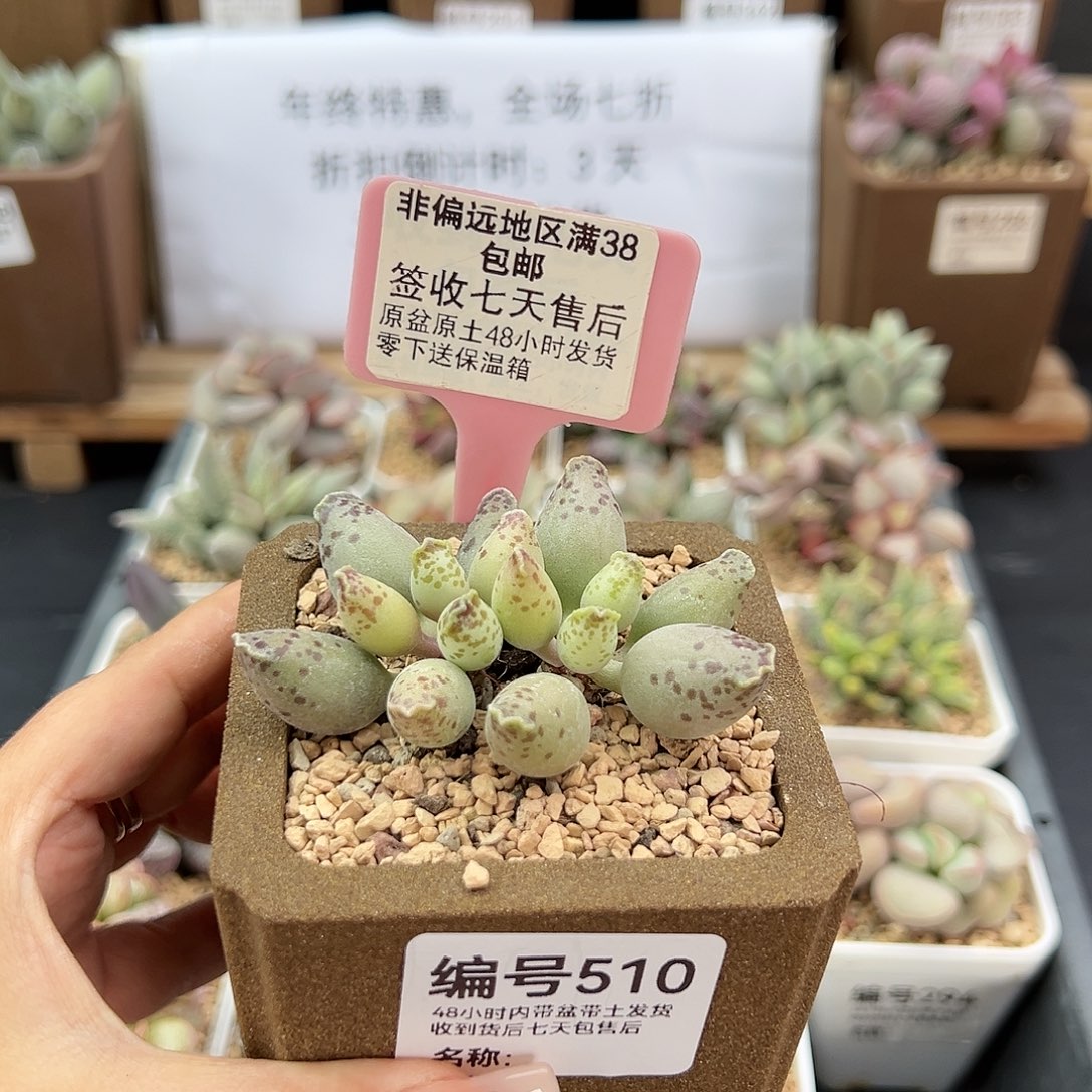 510粉海报多肉植物