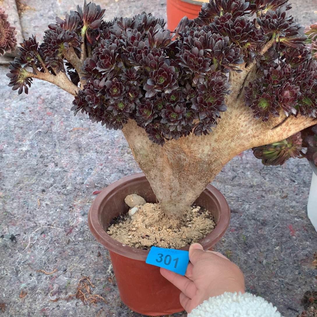 301黑法师朵朵一颗破皮