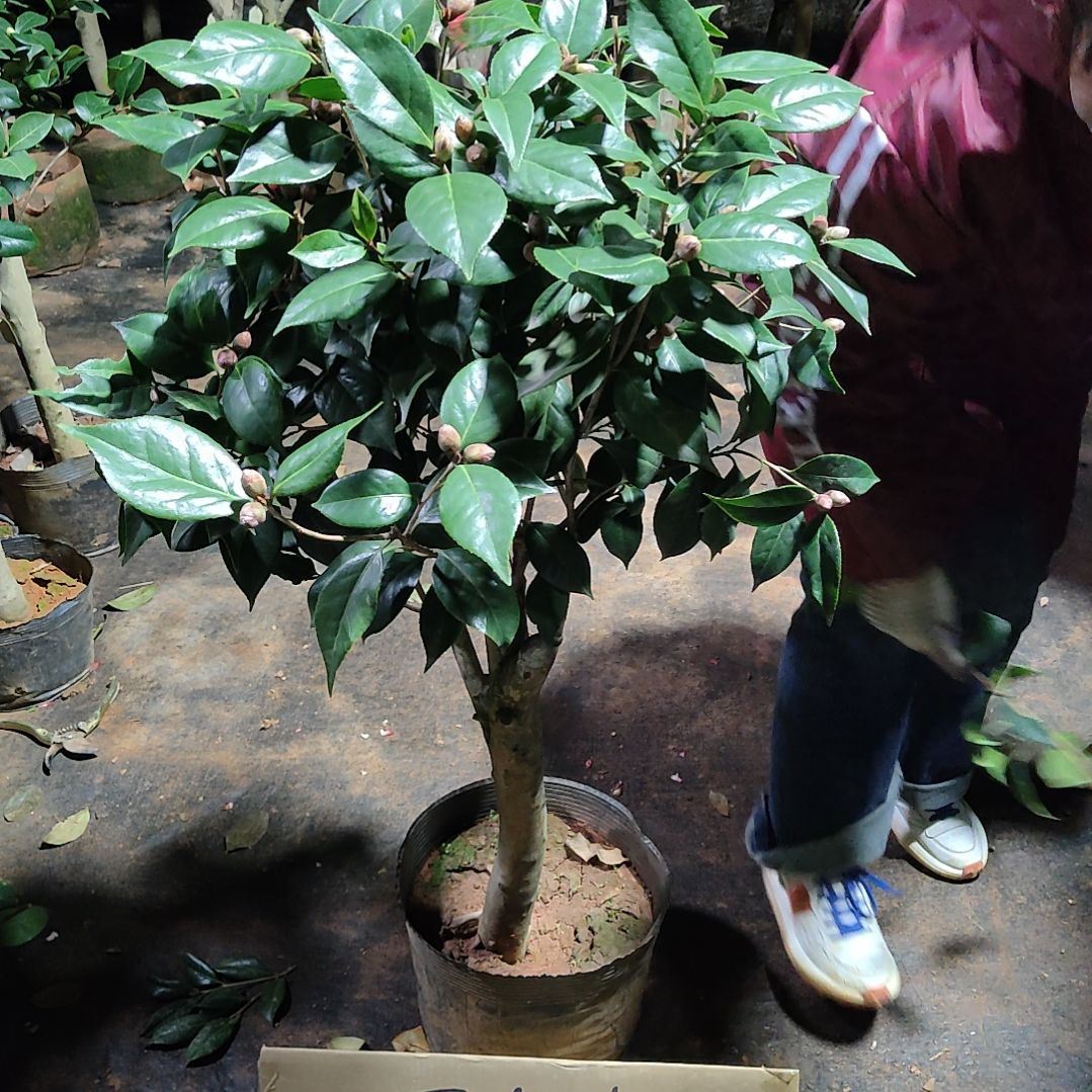 全部花苞景*超墨川不包邮