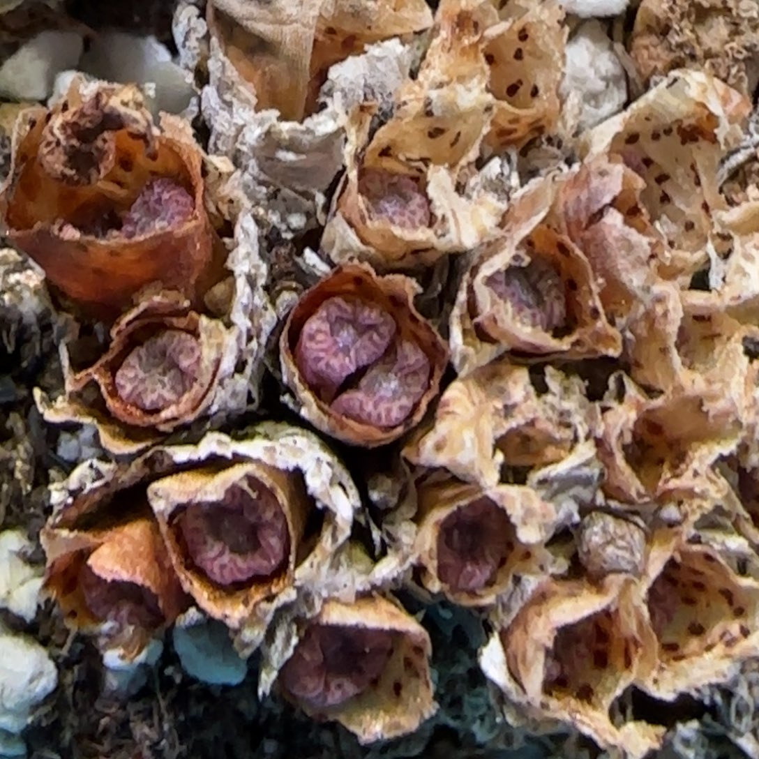 8.8。     小s小m。    9020