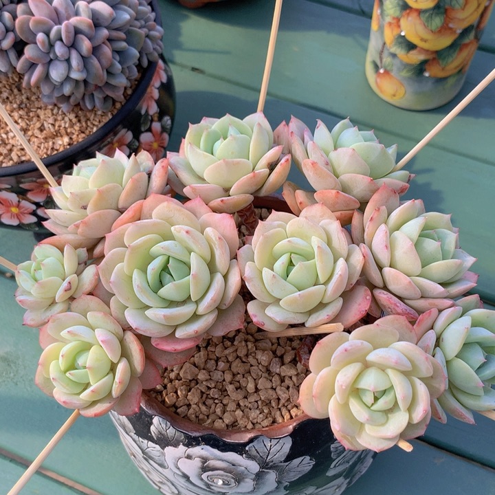 恋曲缀自然无砍群