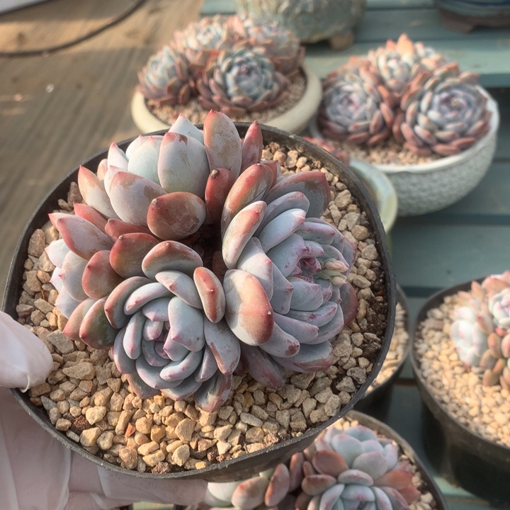 花花花花花花花花花