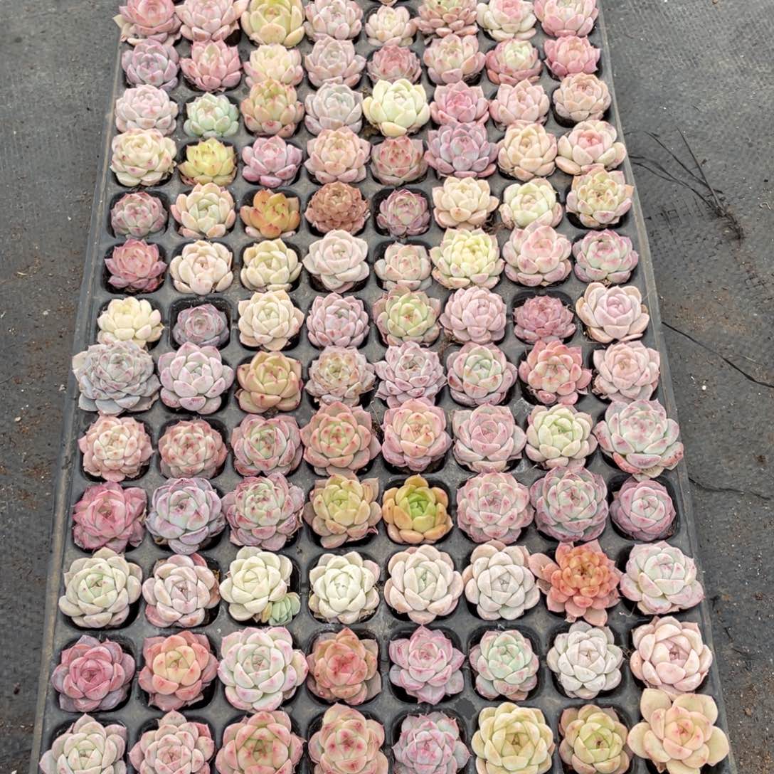 暖****y一物一拍128棵小苗29-182