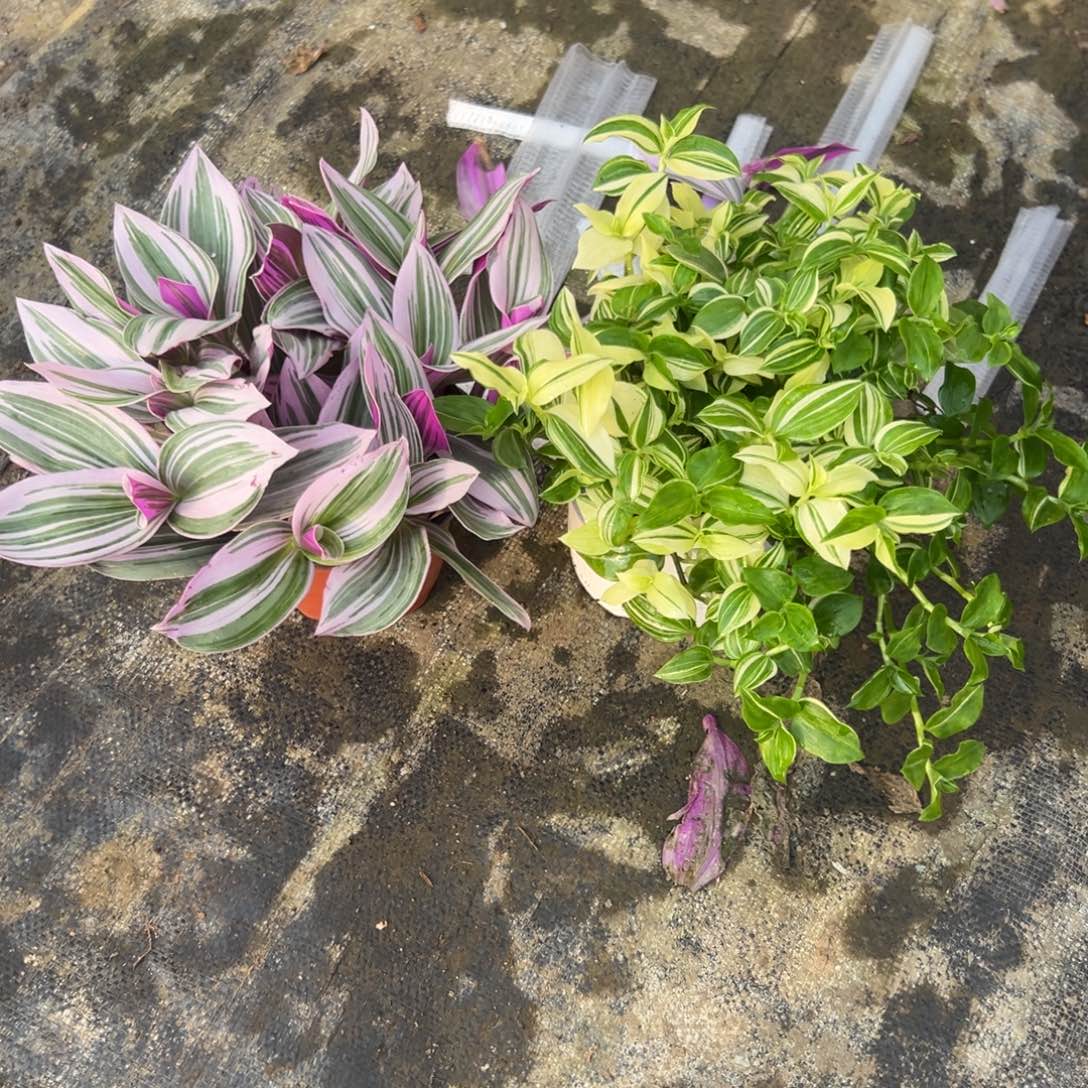 完全开放油画吊兰➕青白玉吊兰