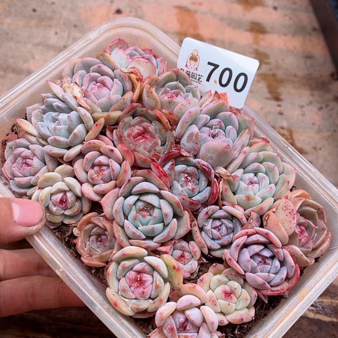 多肉植物多肉植物