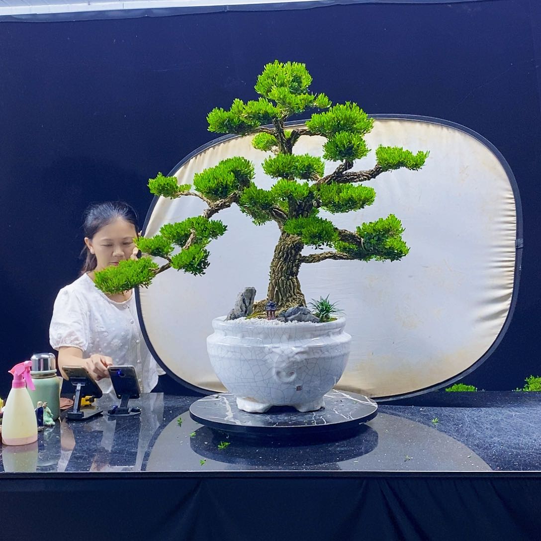 无花朵精品黄杨盆景