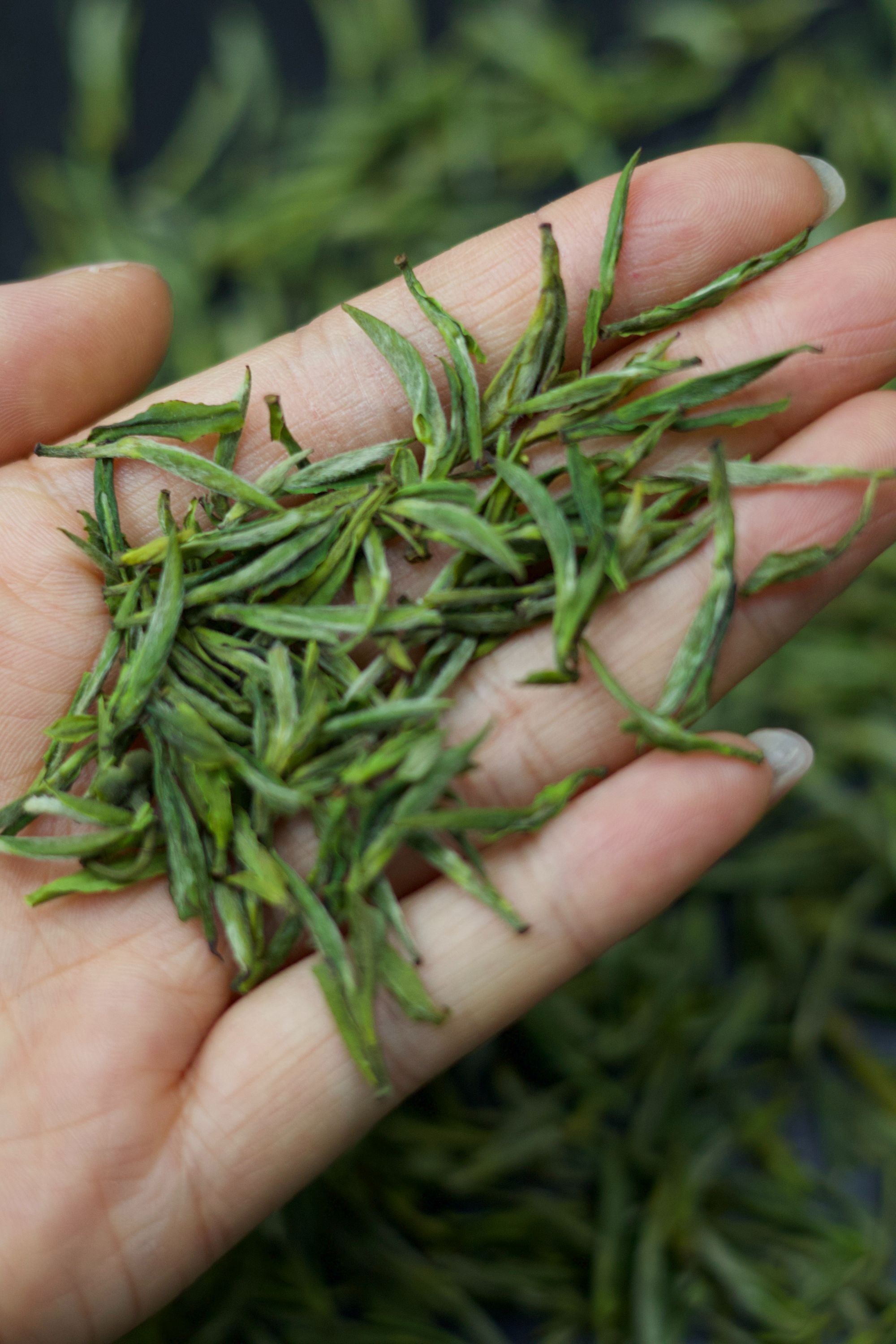 2025年新茶高山小兰花明前茶