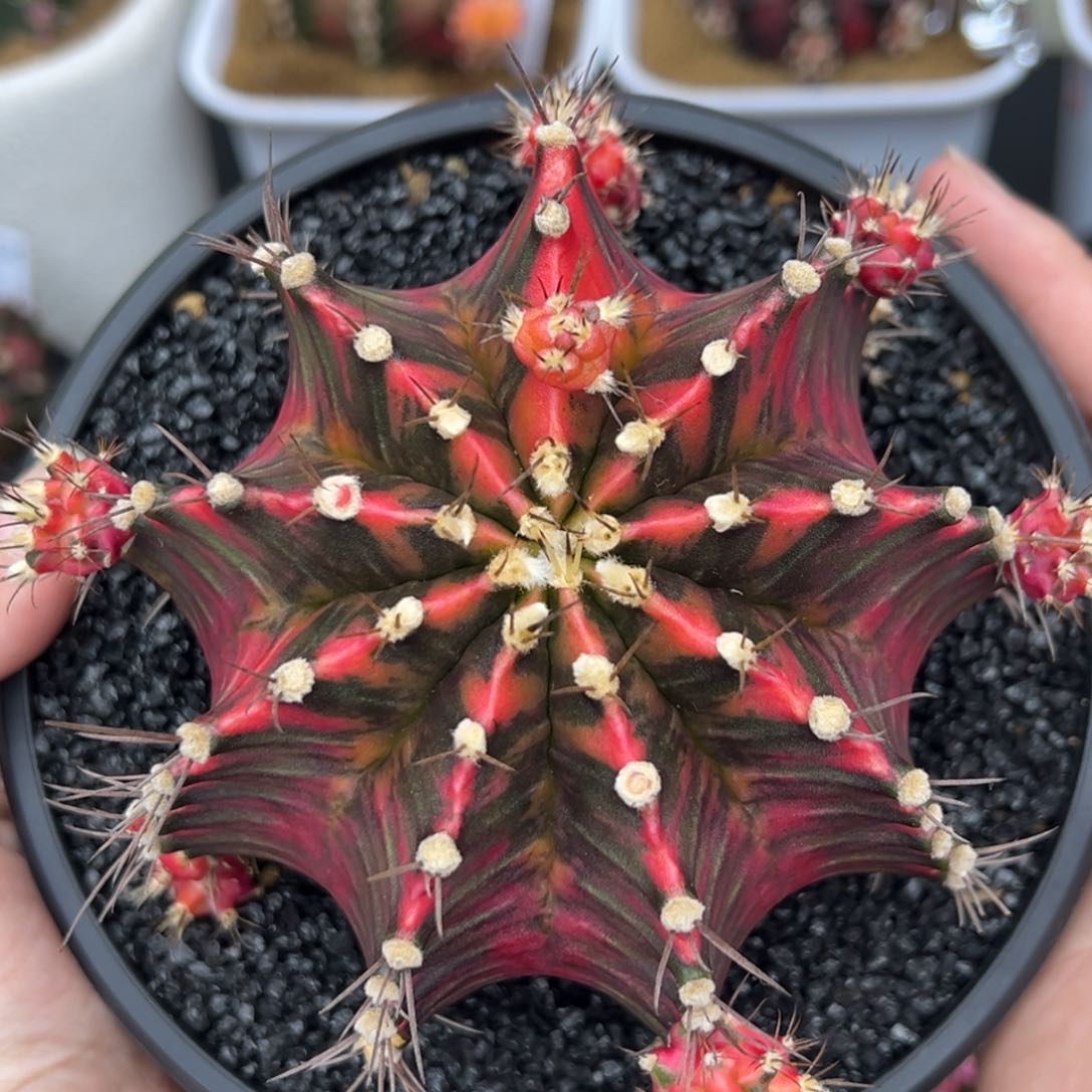 587泰系米哈锦，带盆土发货