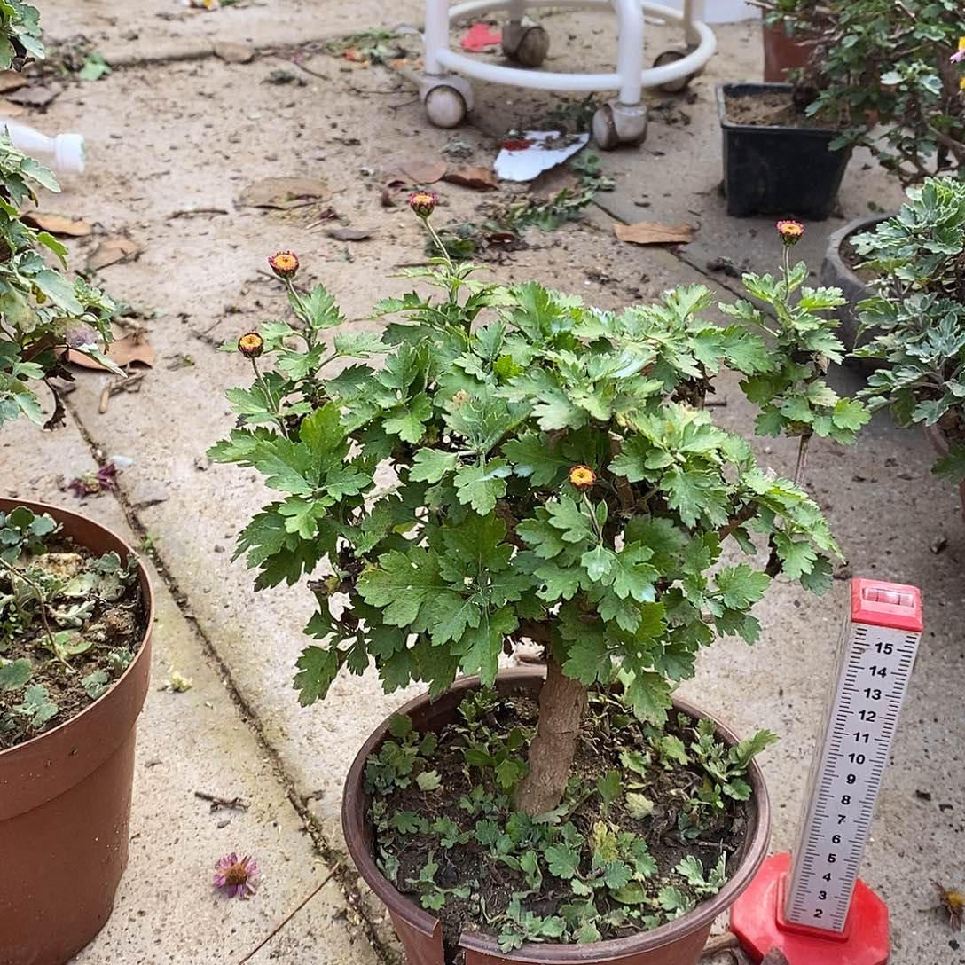 水***寒完全开放菊花菊花