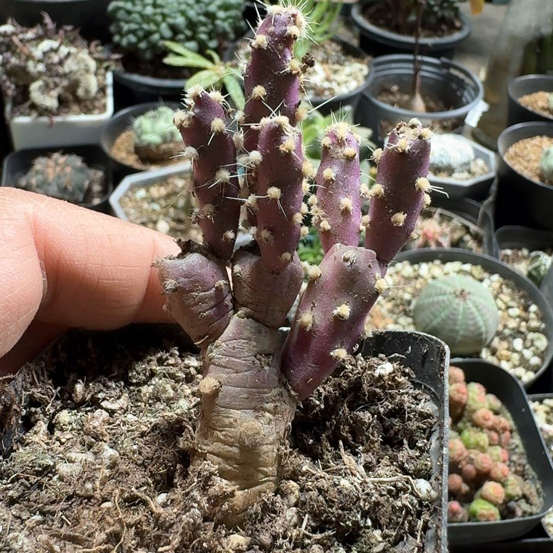 389登龙团扇脱土发货