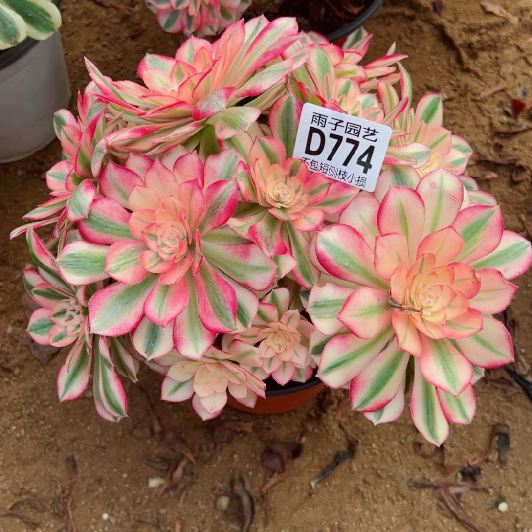774倾城雨子多肉植物