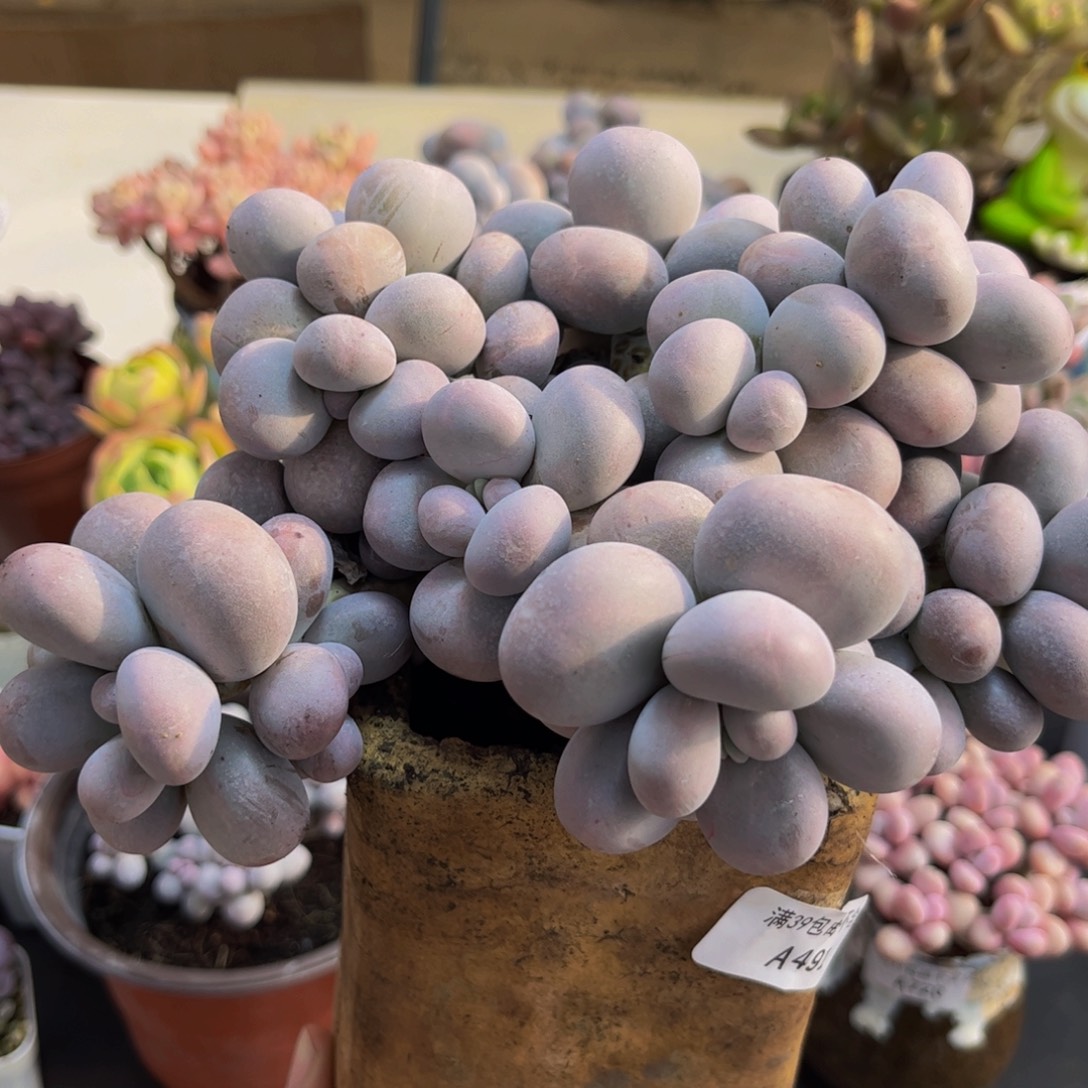 491/16cm芭比奶酪多肉植物