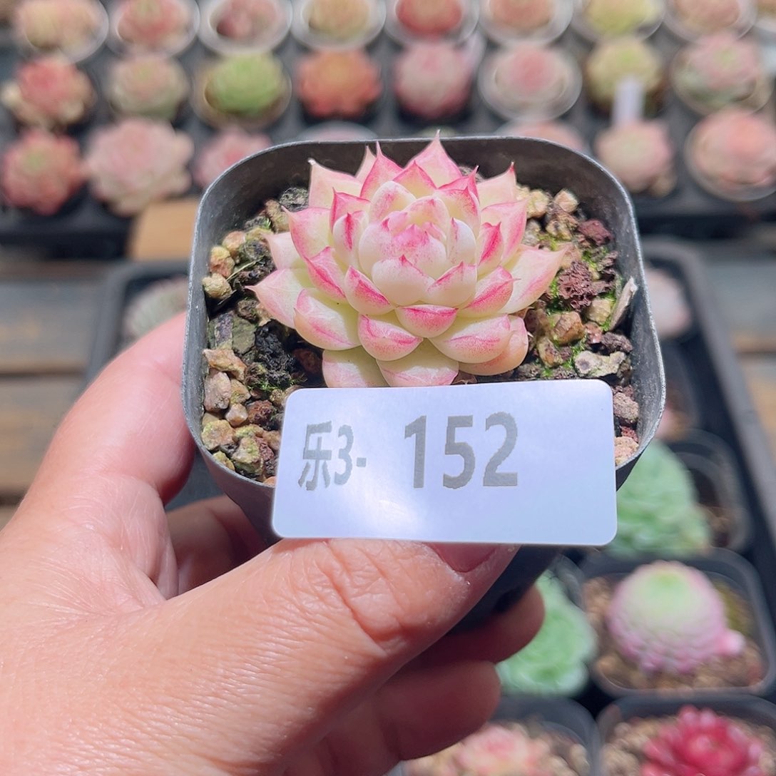 乐3-152 女王单头