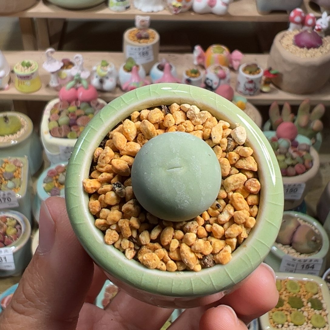 多肉植物224号鸽子蛋