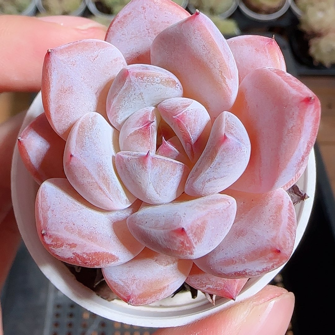 1111-----869暗纹系