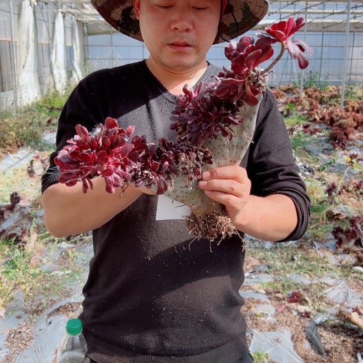 丽娜醉话13号多肉法师