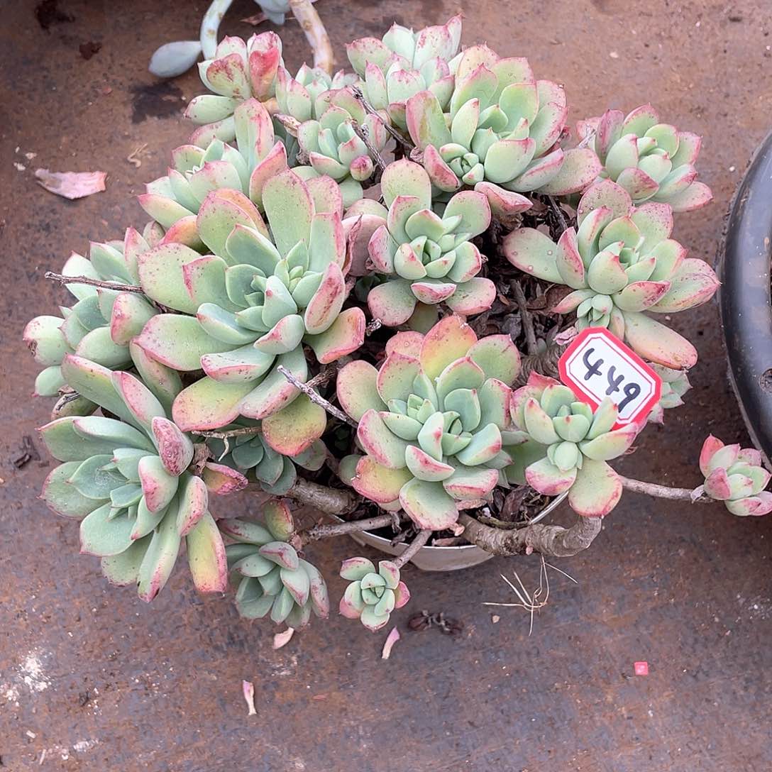 449红化妆一物一拍多肉