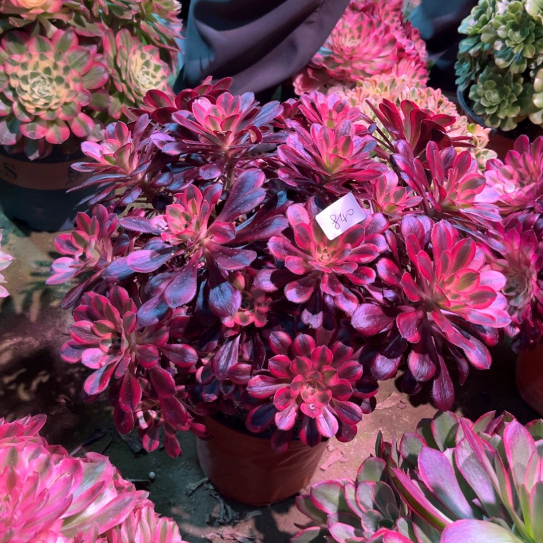 多肉植物丽娜840