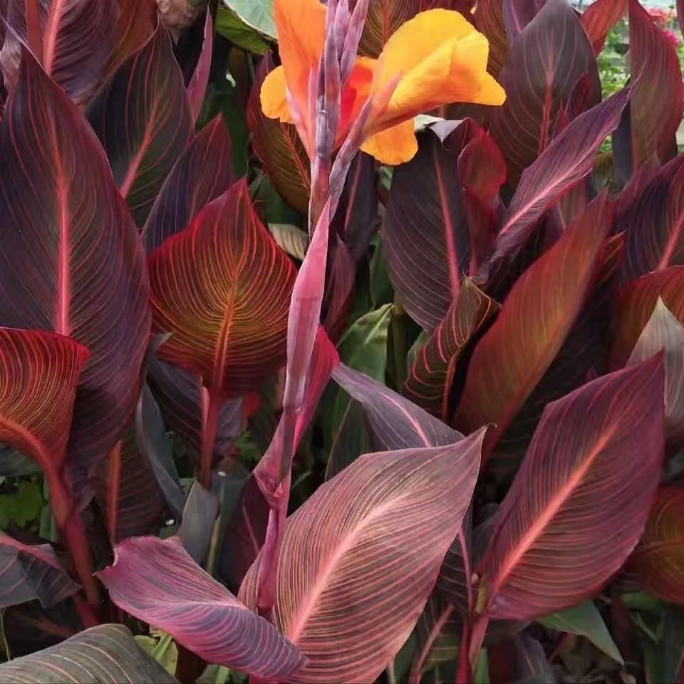 多年生水生植物美人蕉种球花坛皇后红艳蕉大花美人蕉小芭蕉花期长