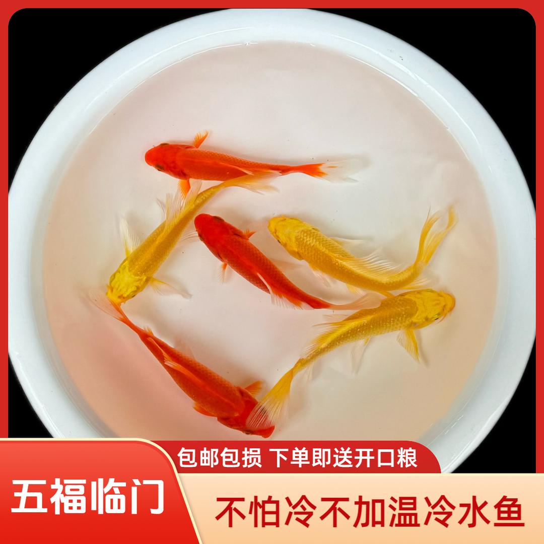 五福临门冷水黄金红草金鱼好养的招财鱼活体鱼观赏鱼