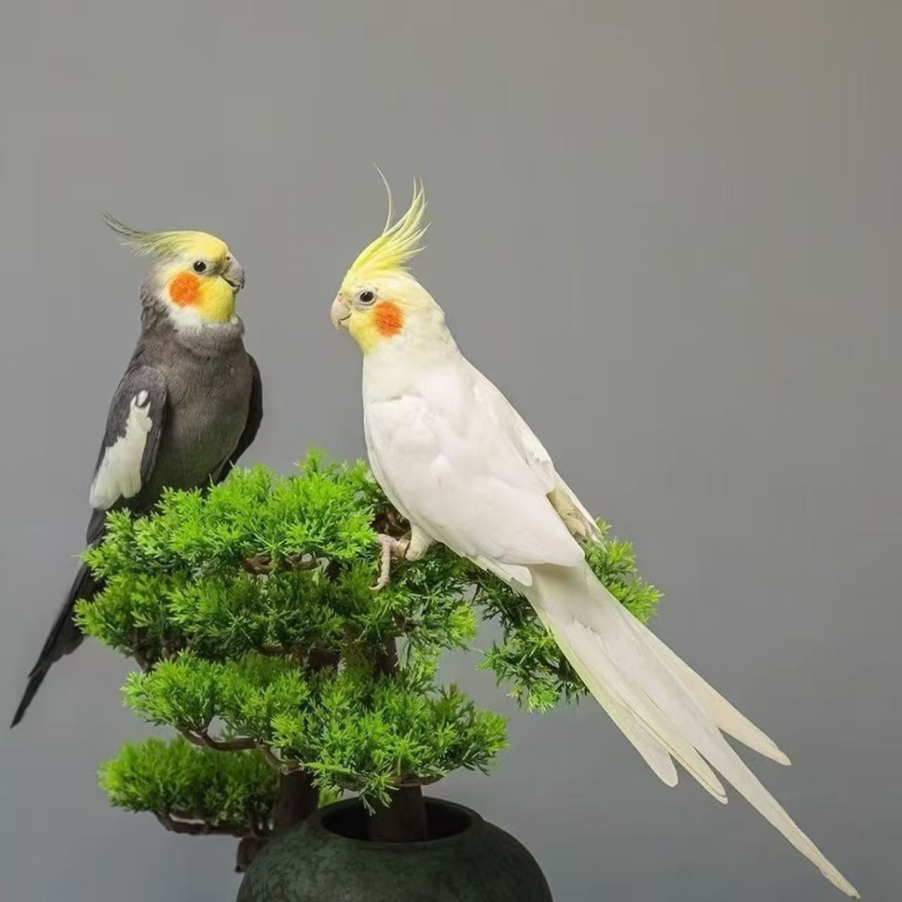 手养玄凤鹦鹉会说话活体可学说话可繁殖亲人乖巧宠物鸟