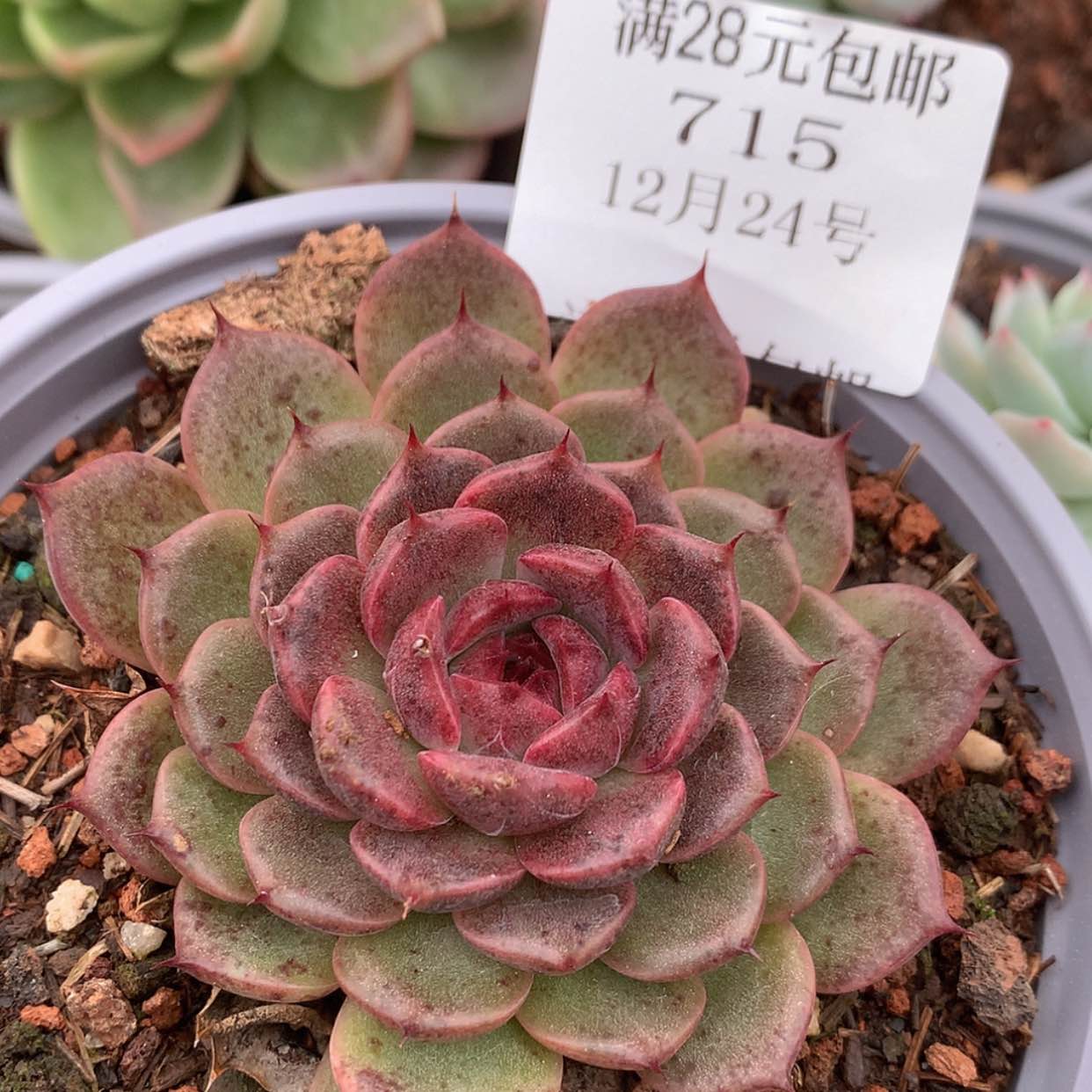 【闪购商品】云715号