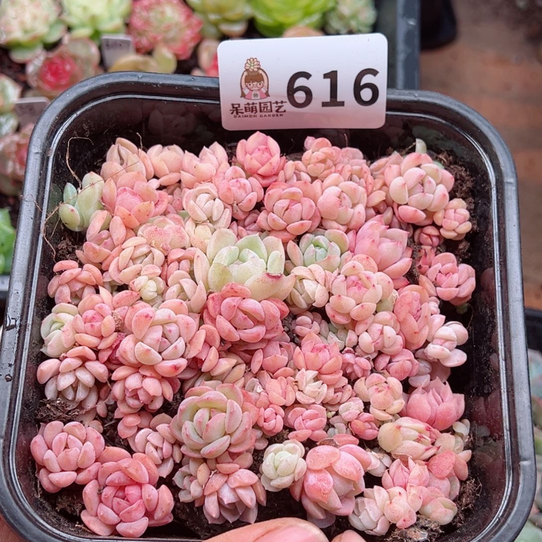 多肉植物多肉植物