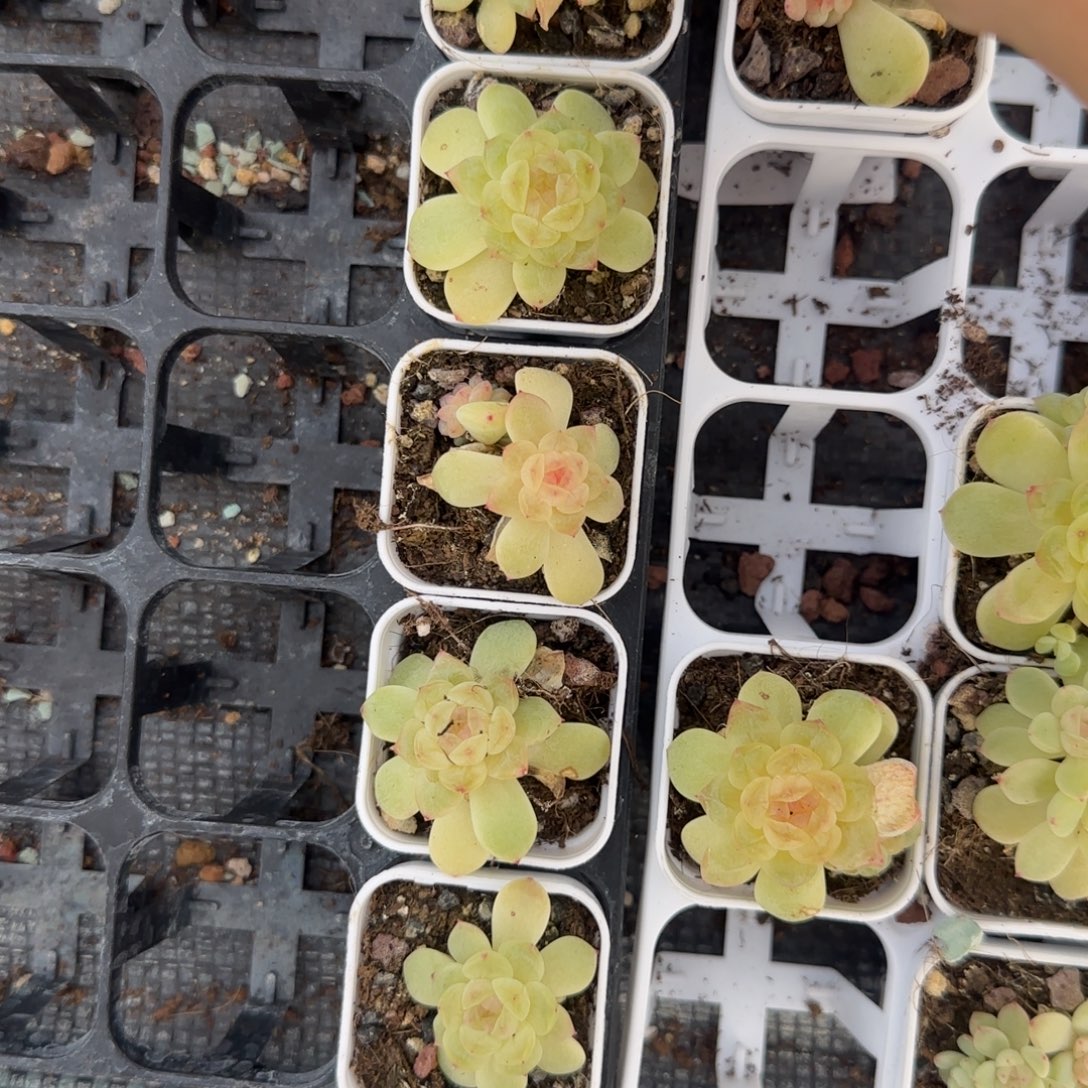 竹马盆3床一个满25包邮