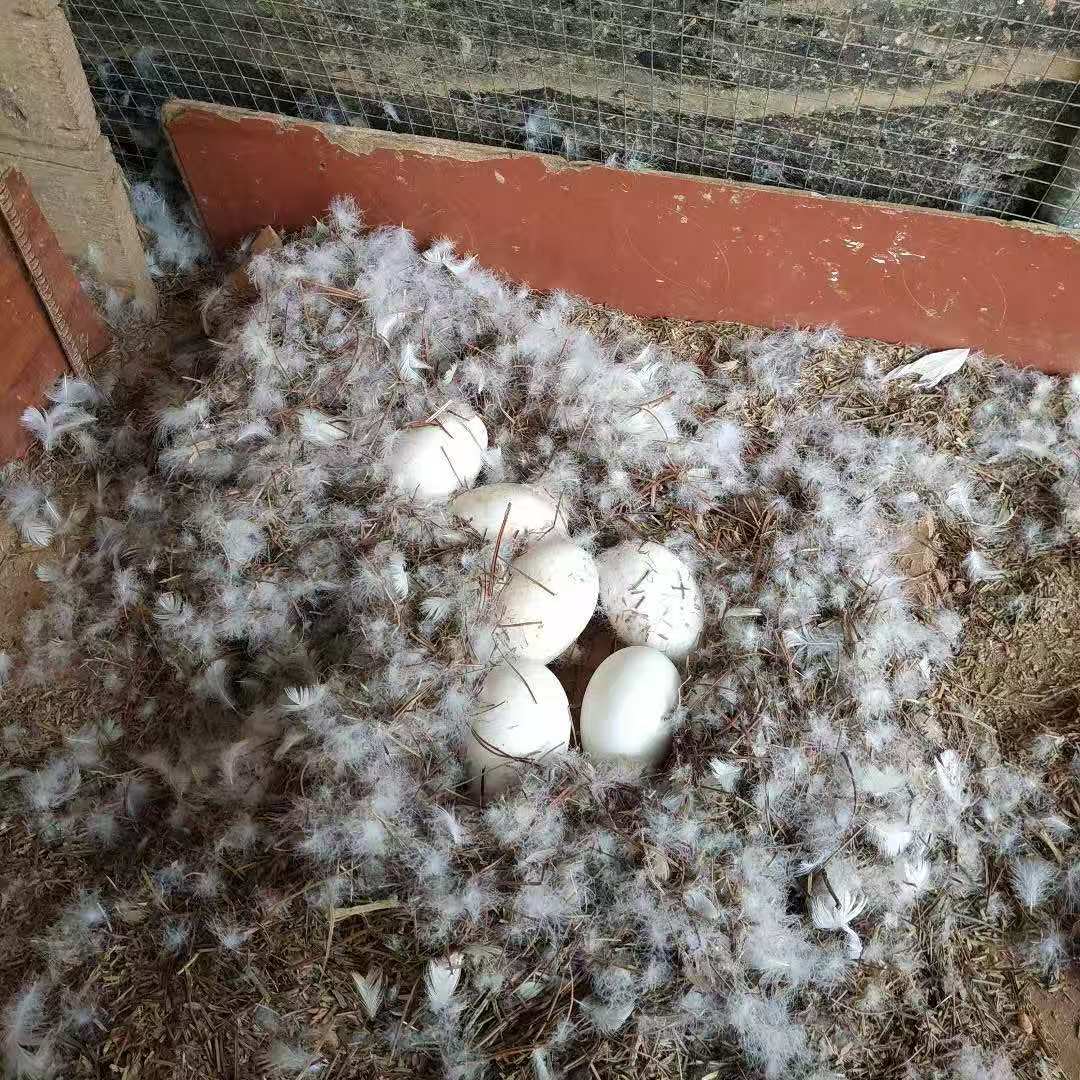 朗德鹅雁鹅蛋红嘴大雁鹅朗德鹅重蛋 京东包邮