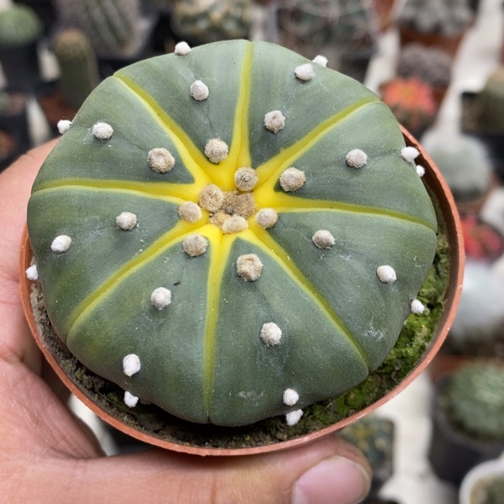 西瓜兜实生特价包邮