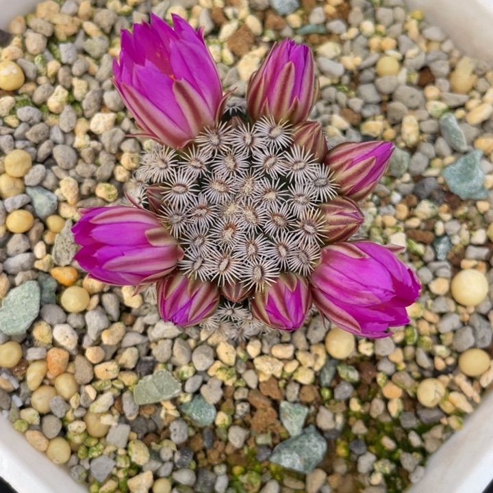 克氏丸         实生根