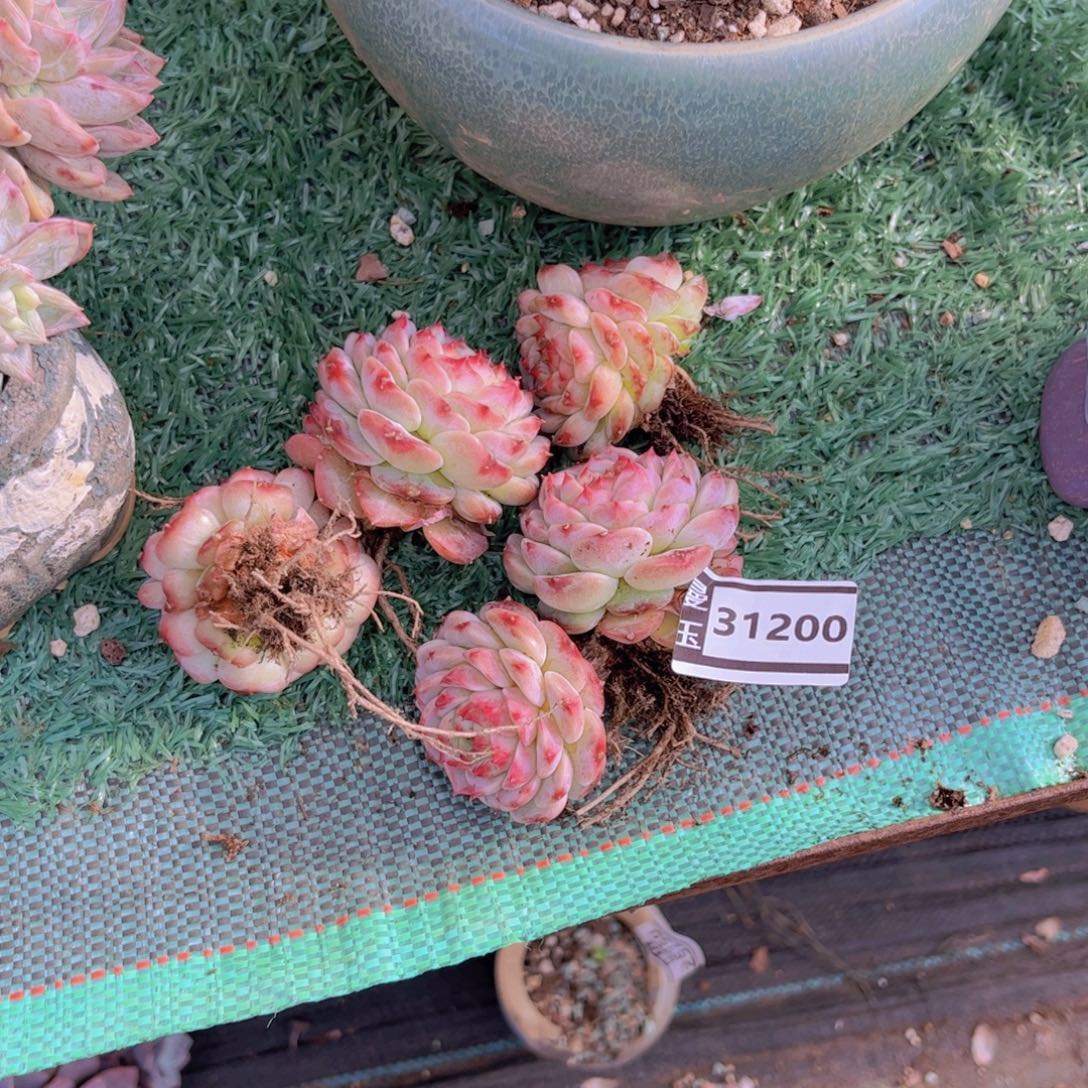 用***3五颗天鹅绒多肉31200