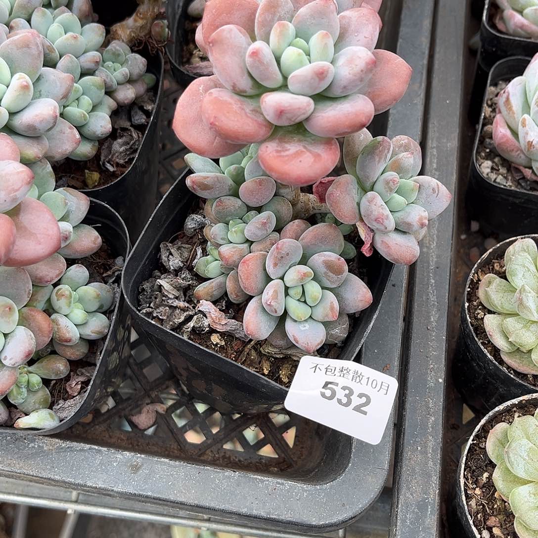 阿雅园艺。      532洛神