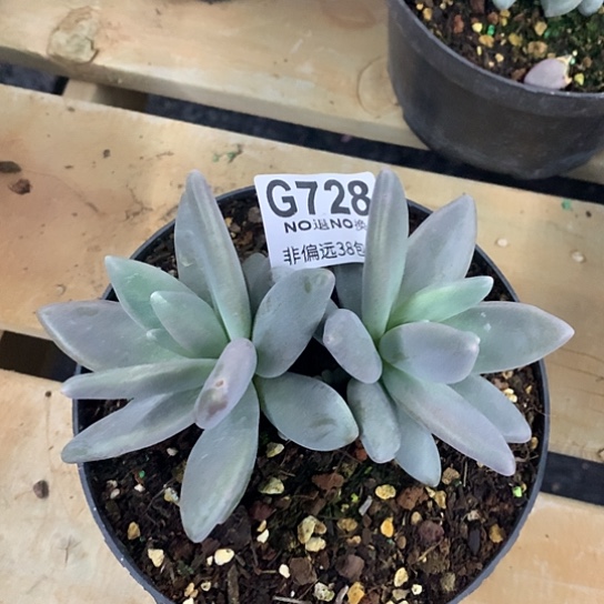 企鹅728 亏本处理退款拉黑7-8天发货