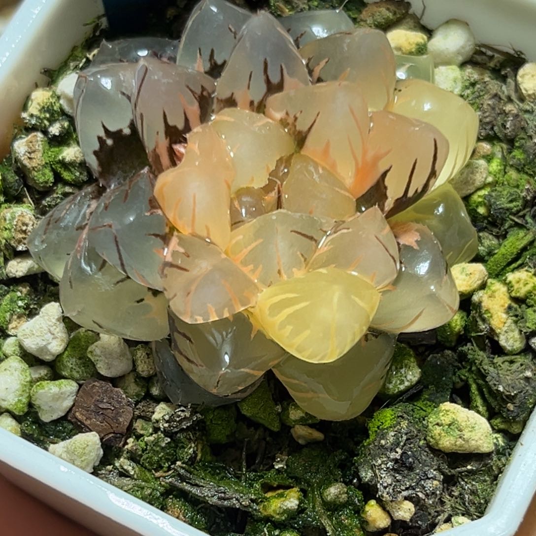 恭喜发财大吉大利0077