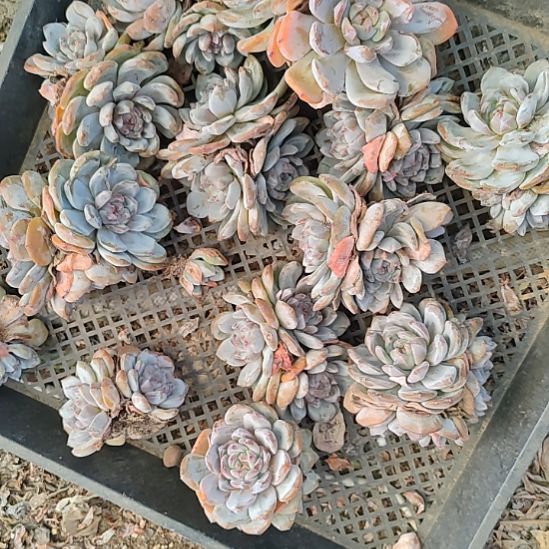 福利3颗福利不售后