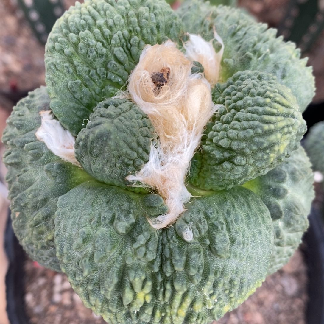 黄体牛怒嫁接福利