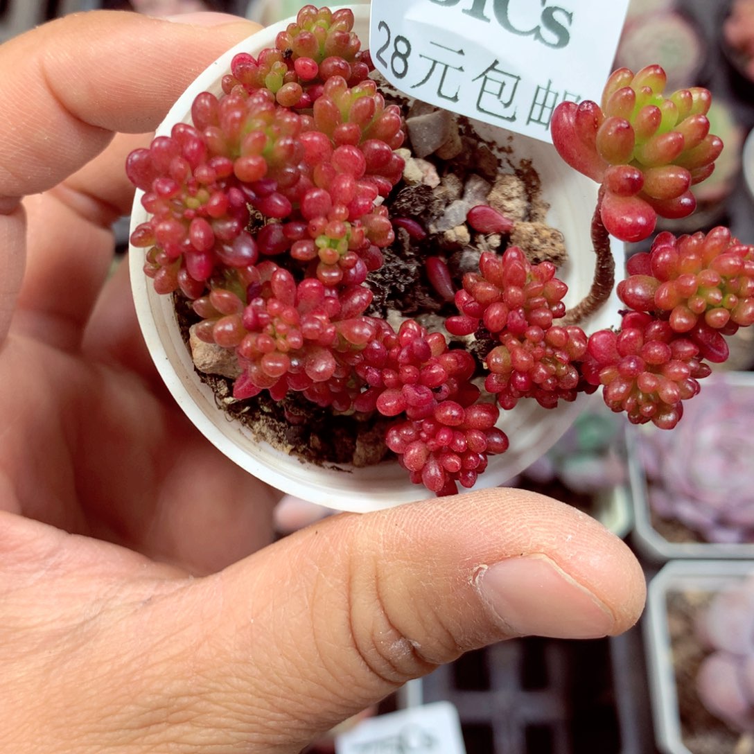 5厘米盆精控多肉781