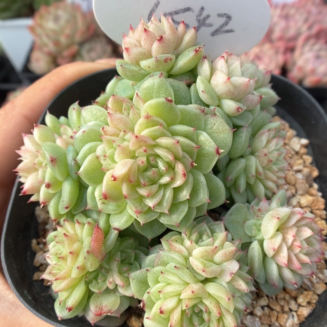 花朵脸麦秆群生可拍4542号