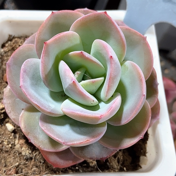 多肉植物布鲁兰1812