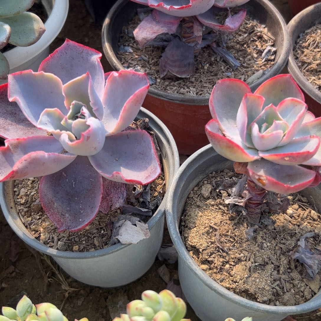 多肉植物多肉植物