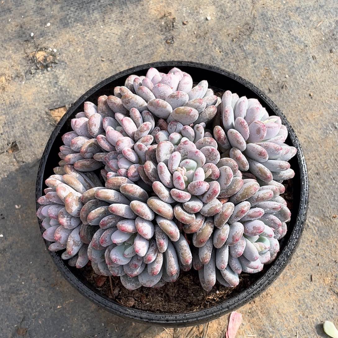 多肉植物多肉植物