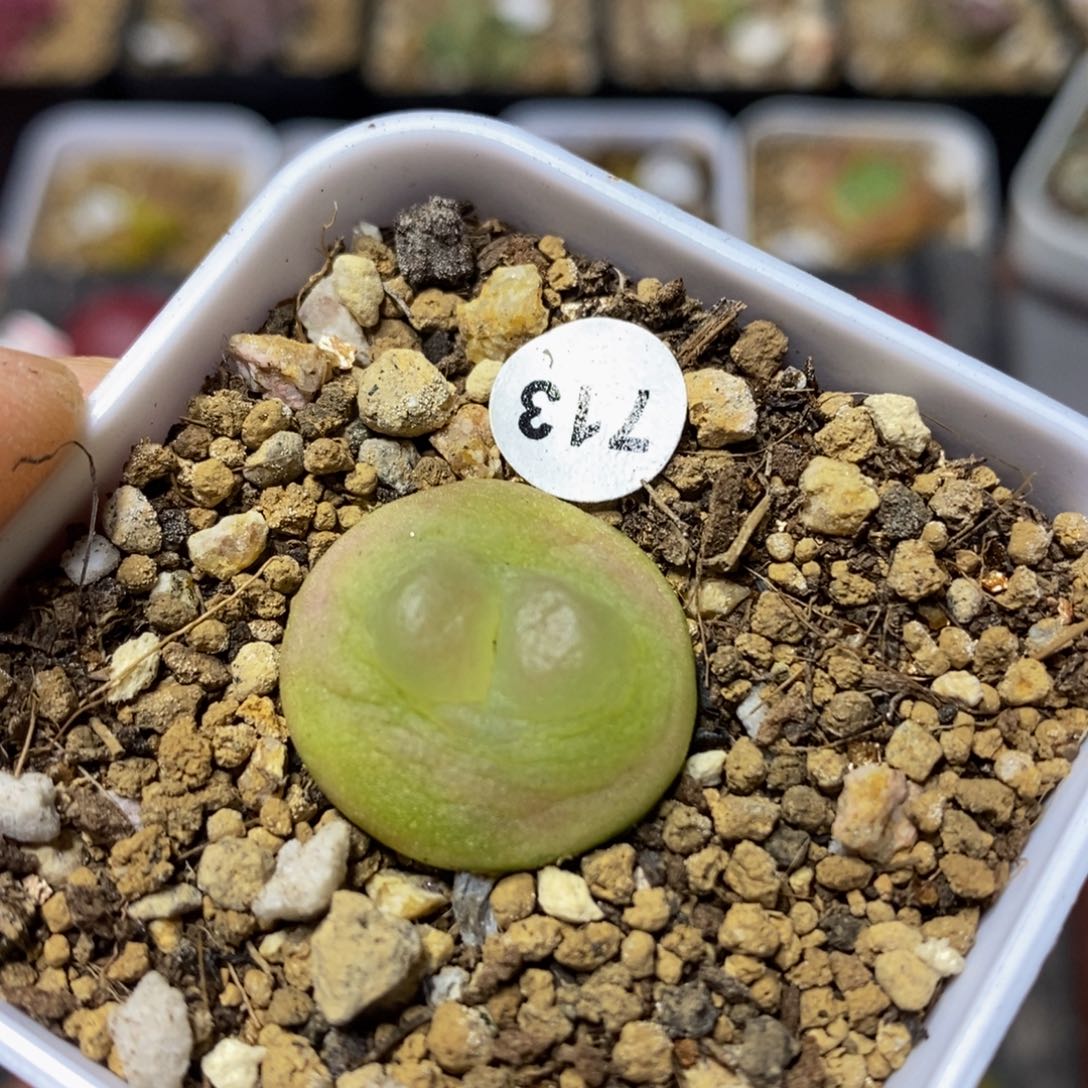 拉登1.9+多肉植物713