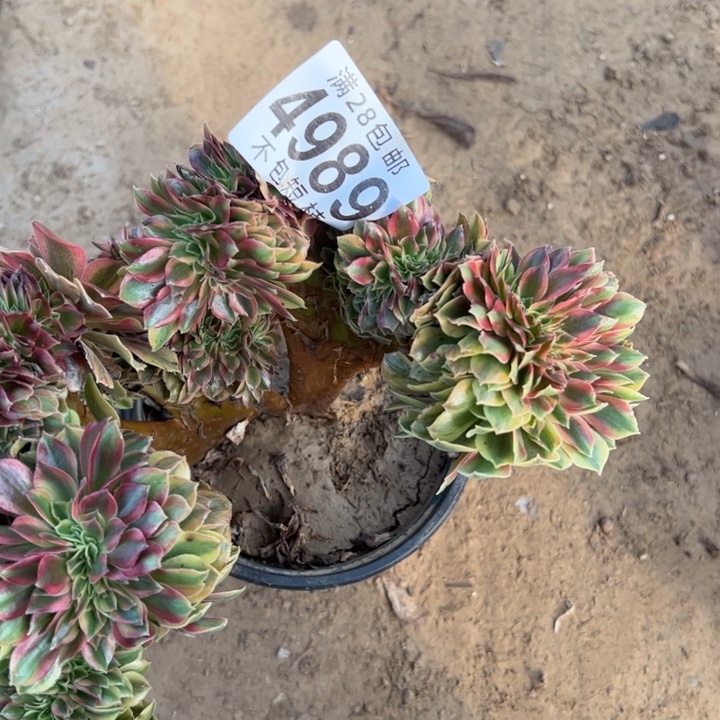 红绣缀多肉植物法师4989